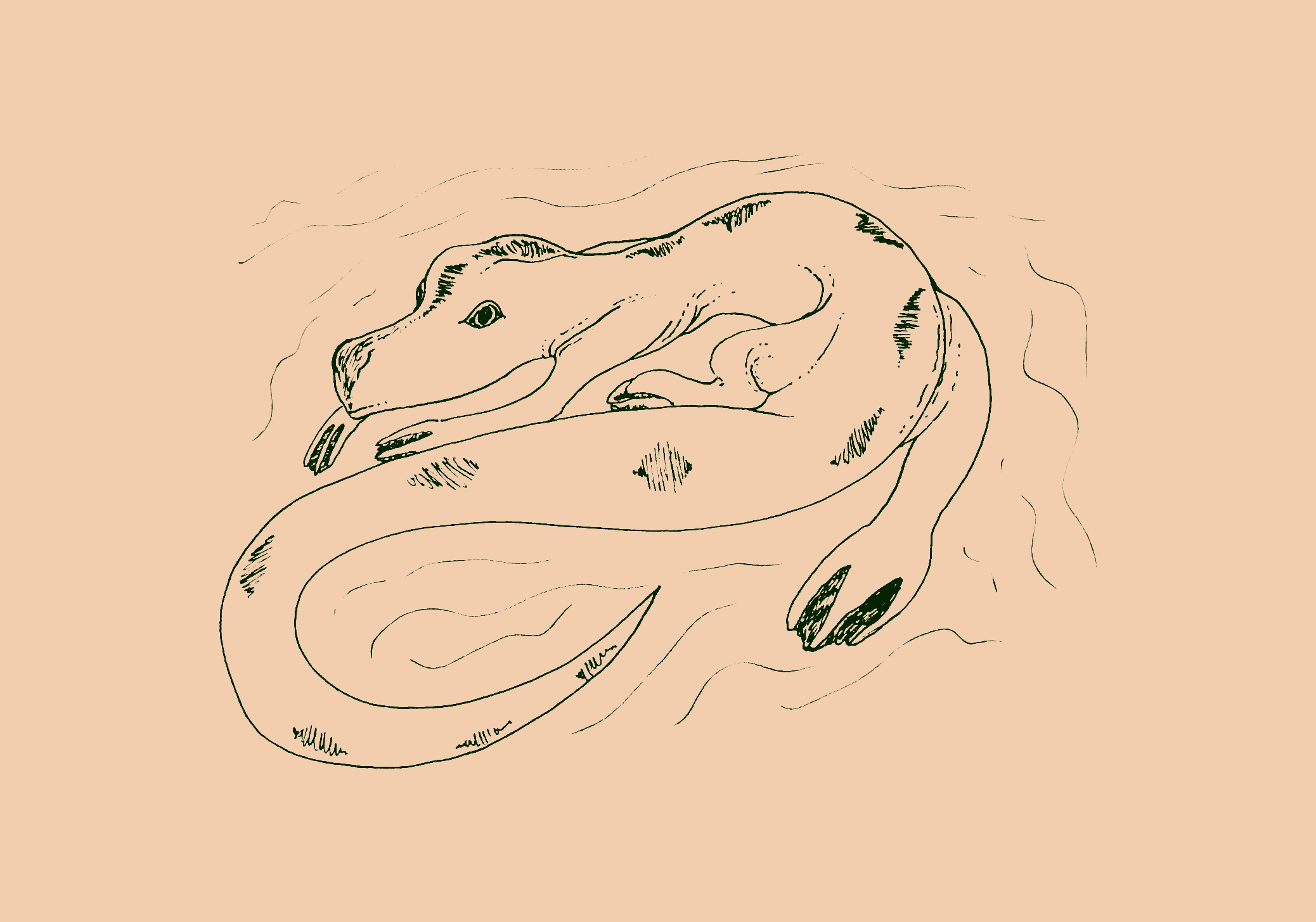 drawing of an aquatic creature with a long head and tail, webbed feet, and spots along its back