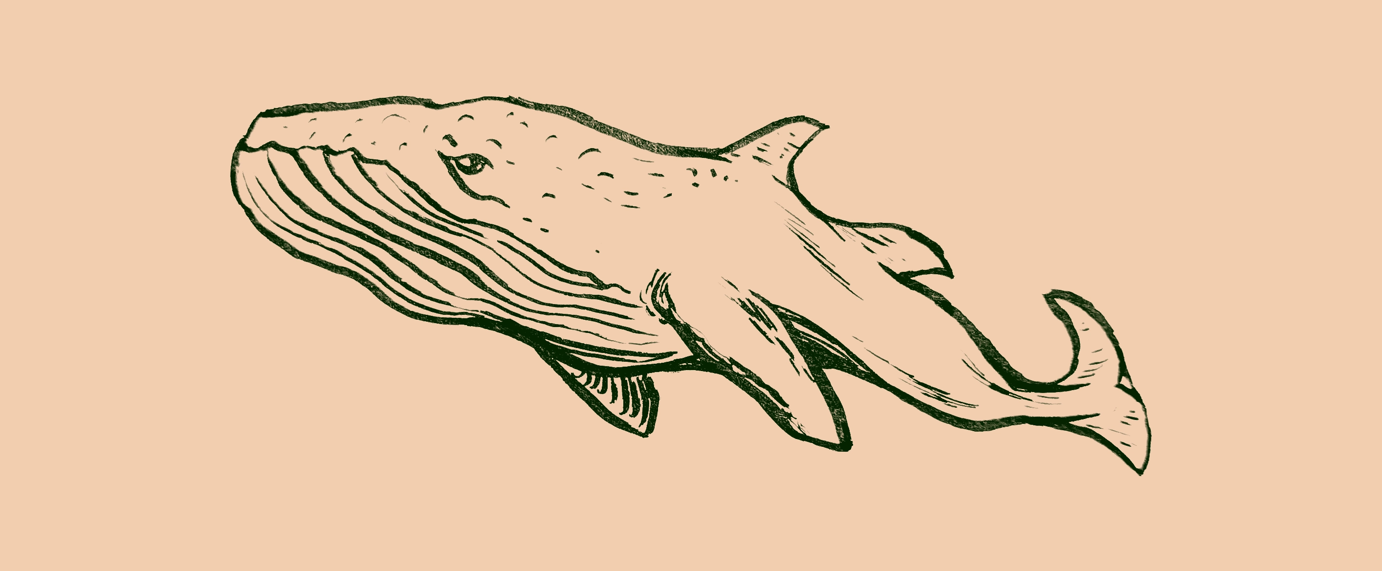 drawing of a whale with two dorsal fins