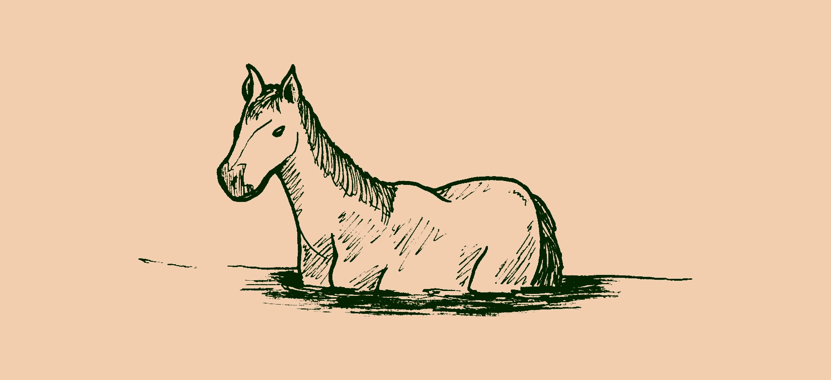 drawing of a white mare standing in water up to its belly
