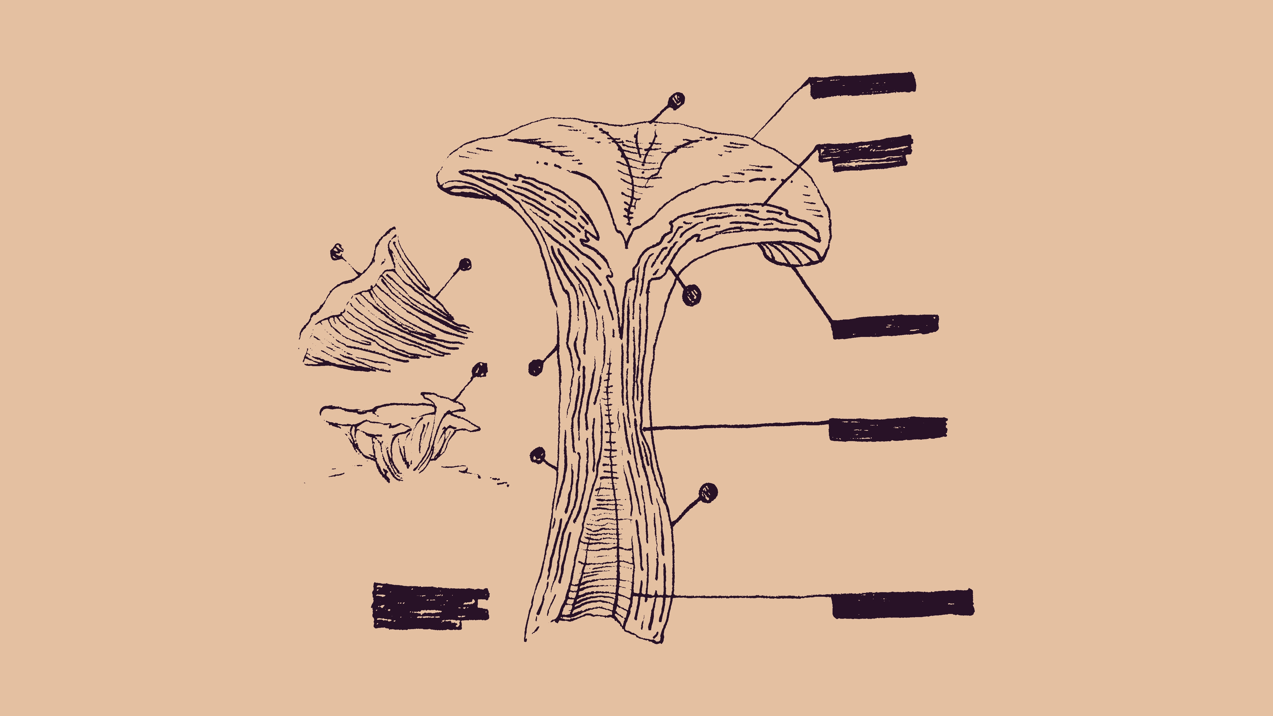 sketch of a chanterelle mushroom cross section with faux scientific diagram markings