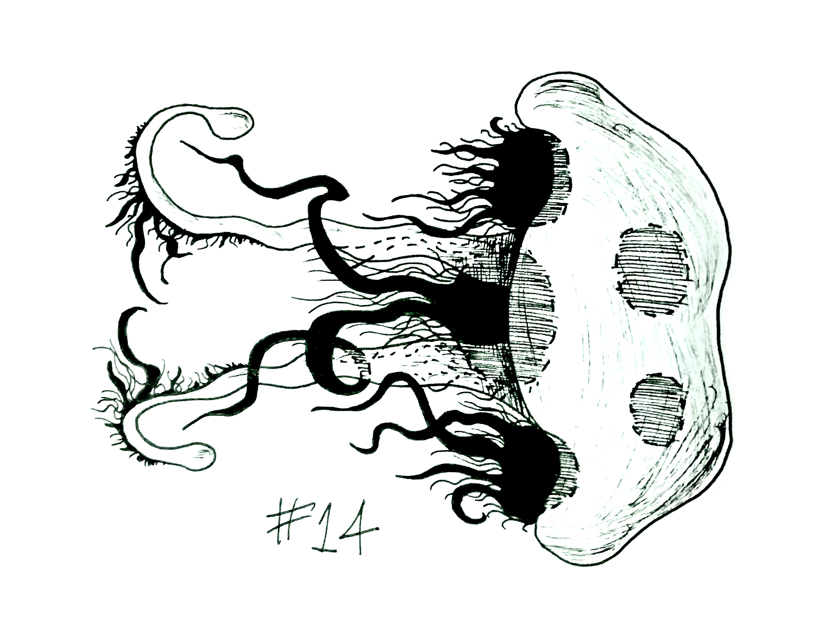 drawing of a spotted jellyfish