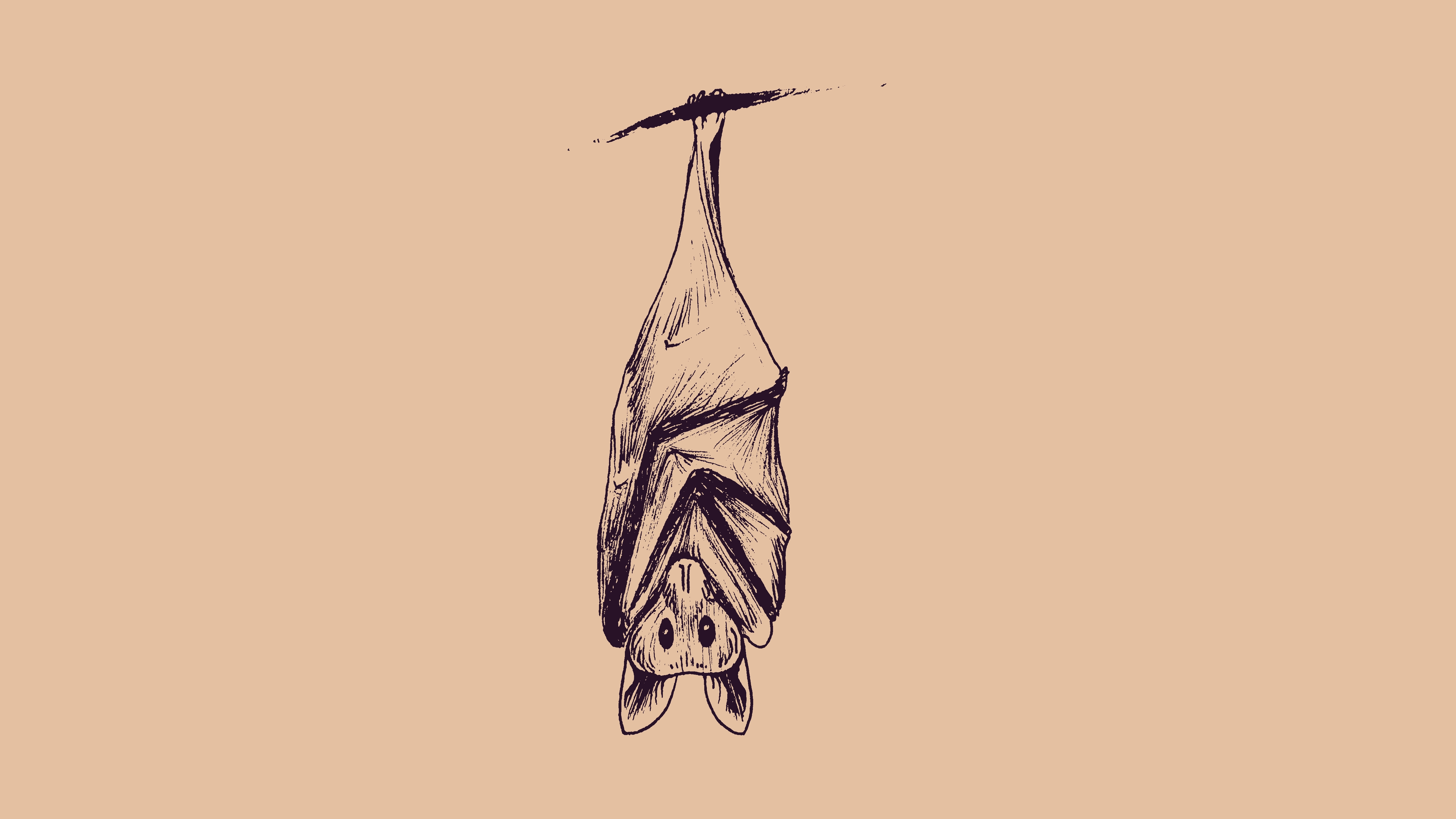 a sketch of a bat hanging upside-down on a branch with its wings wrapped tightly around itself