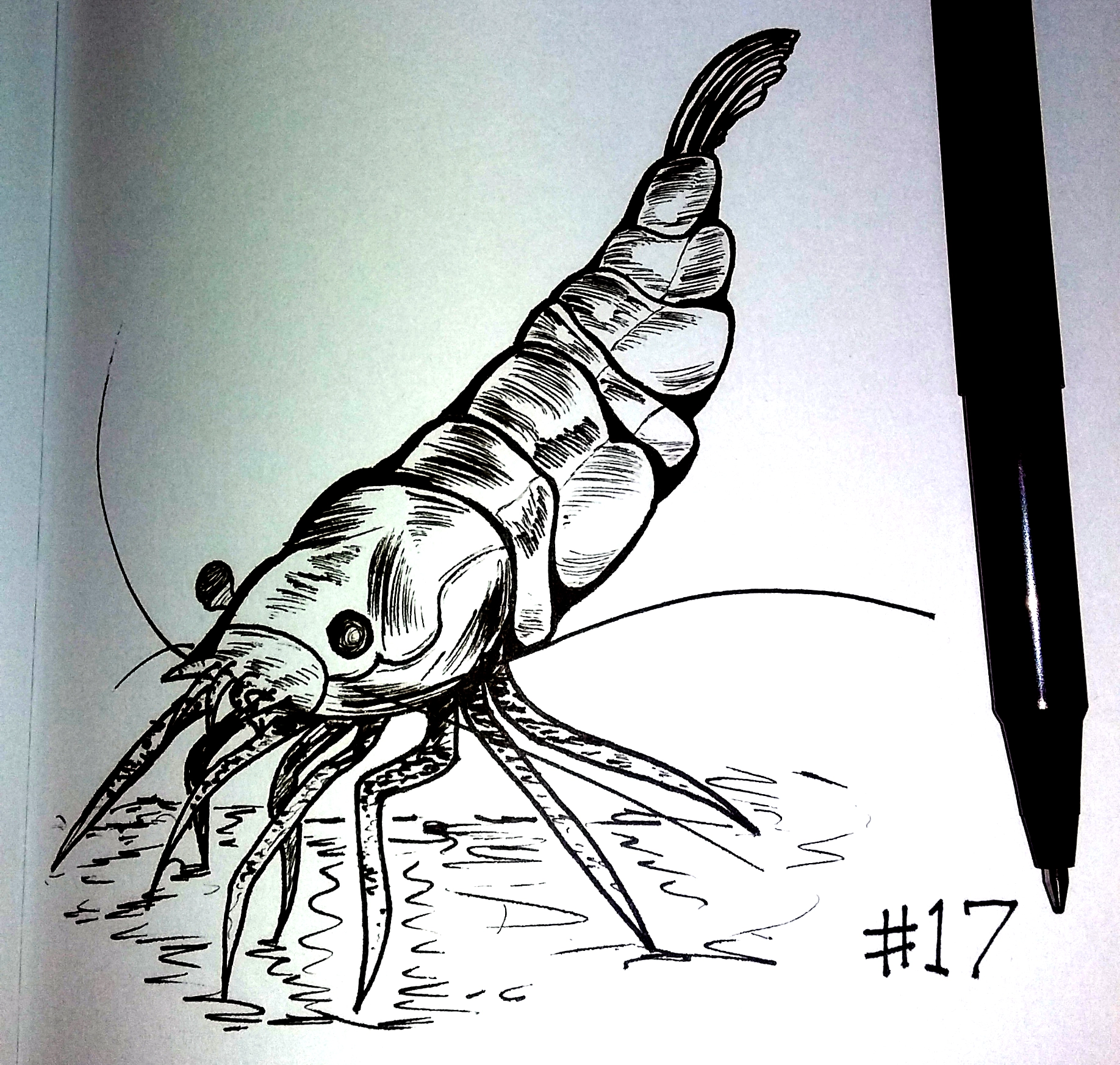 drawing of a prawn