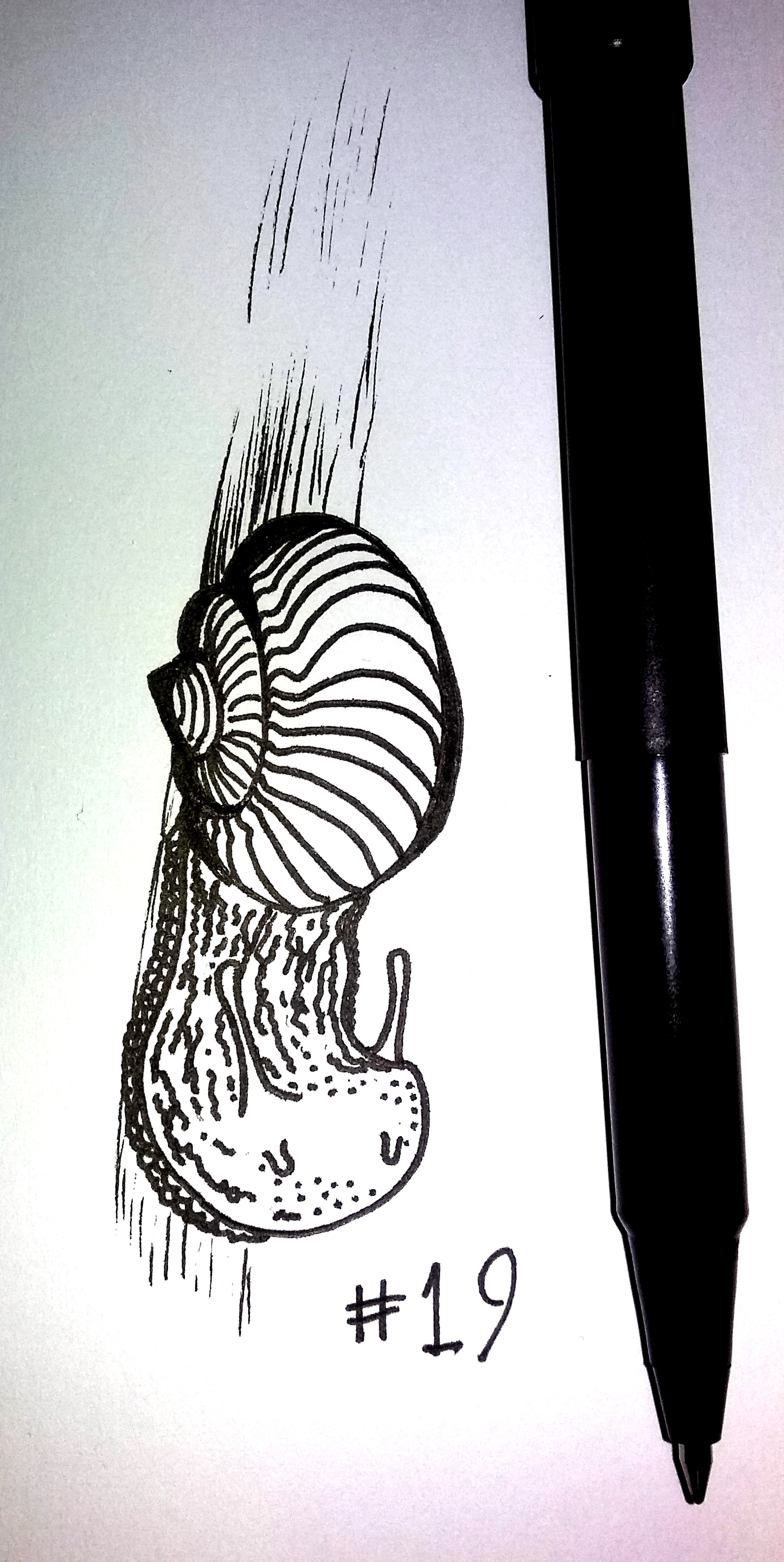 drawing of a snail