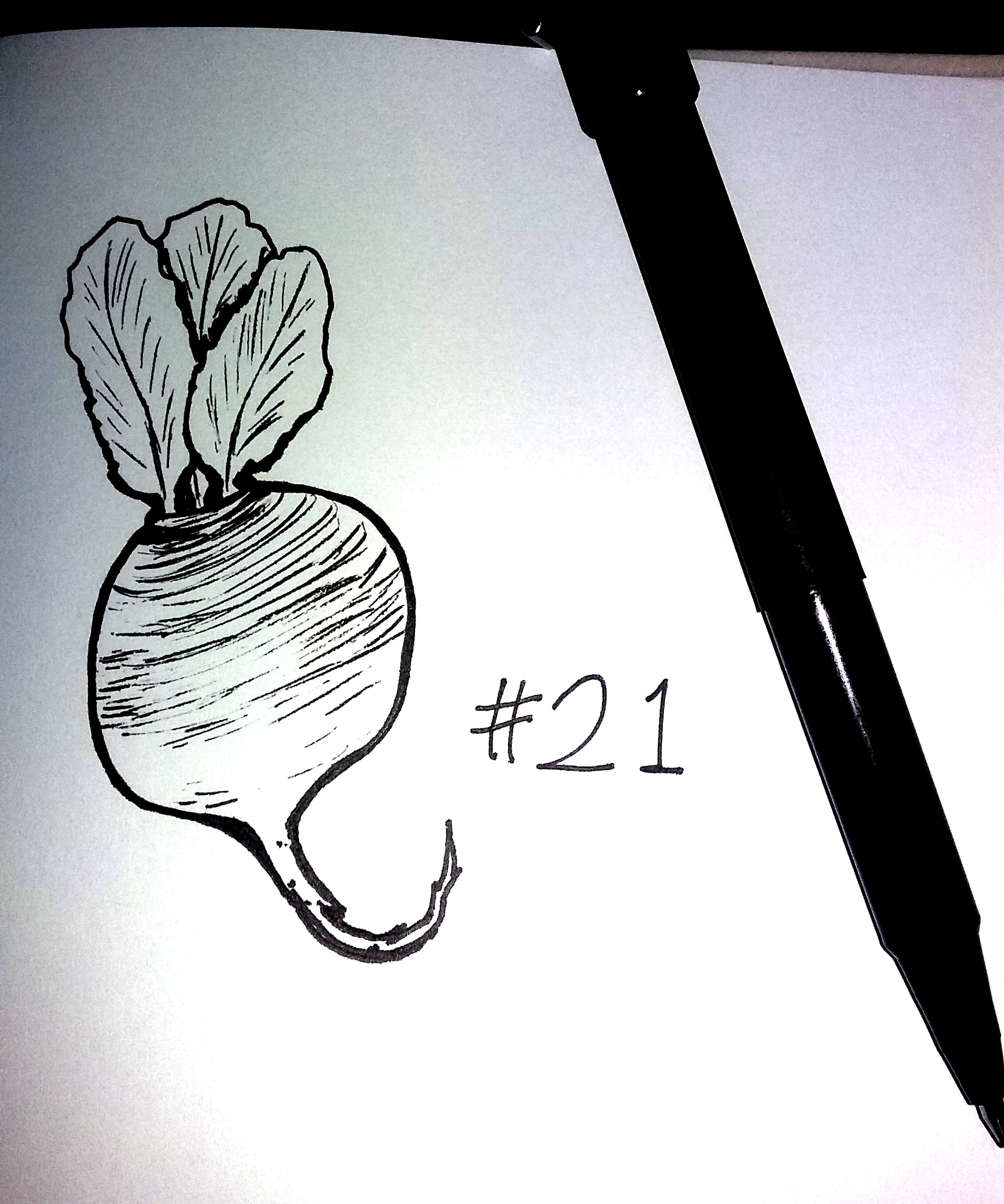 drawing of a turnip