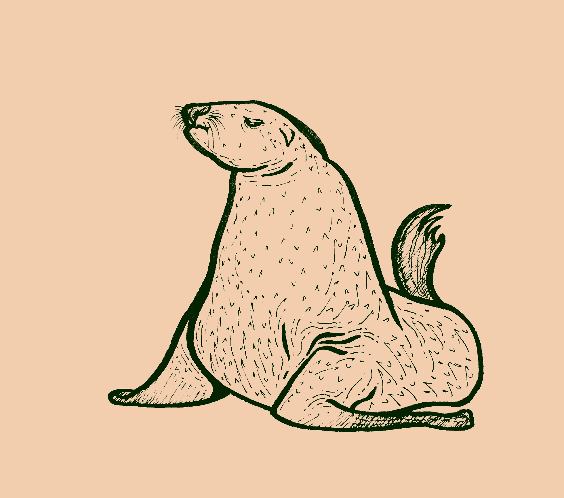 Drawing of a large seal with an annoyed expression
