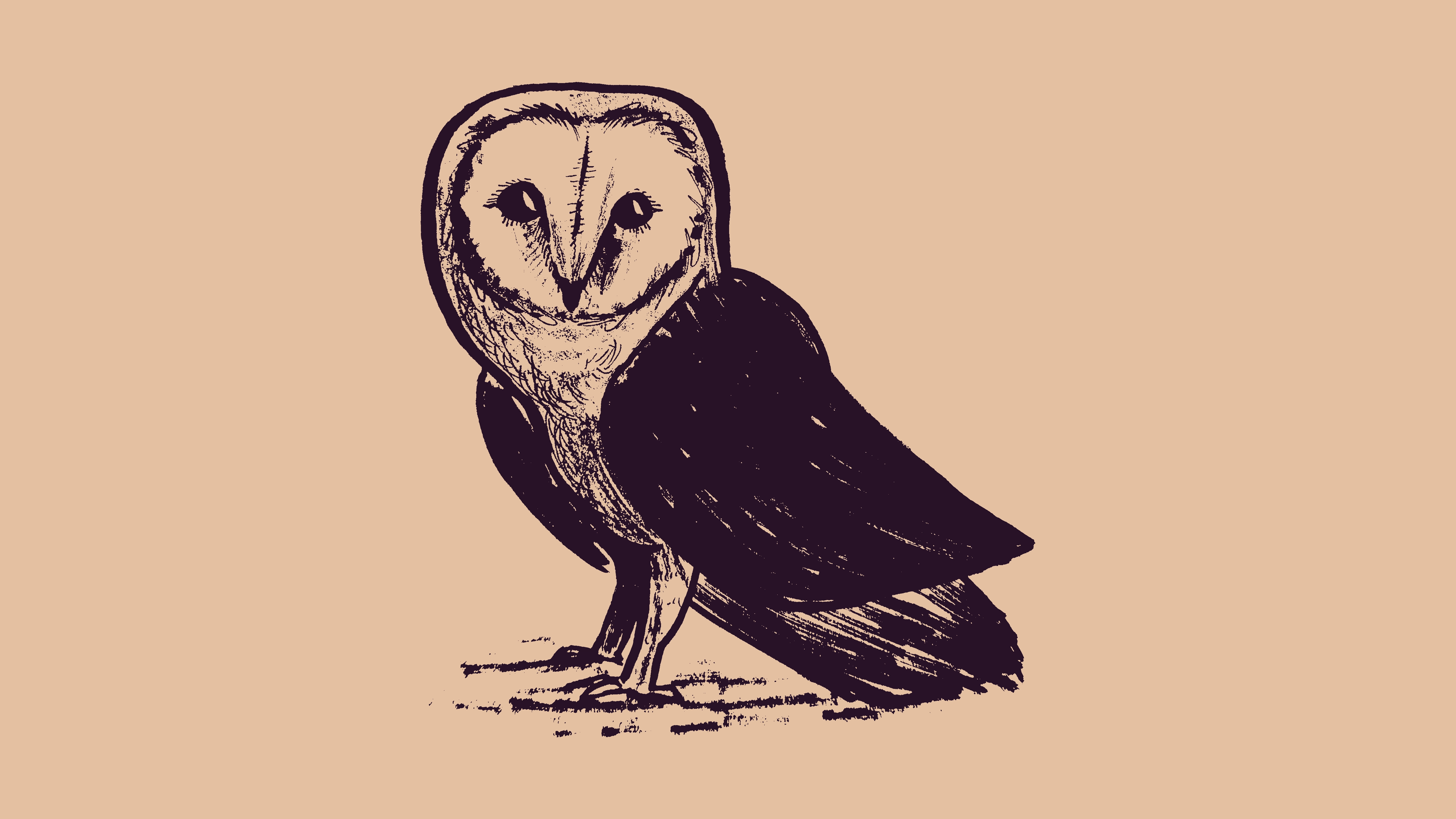 sketch and inkwash of a barn owl