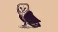 Owl preview