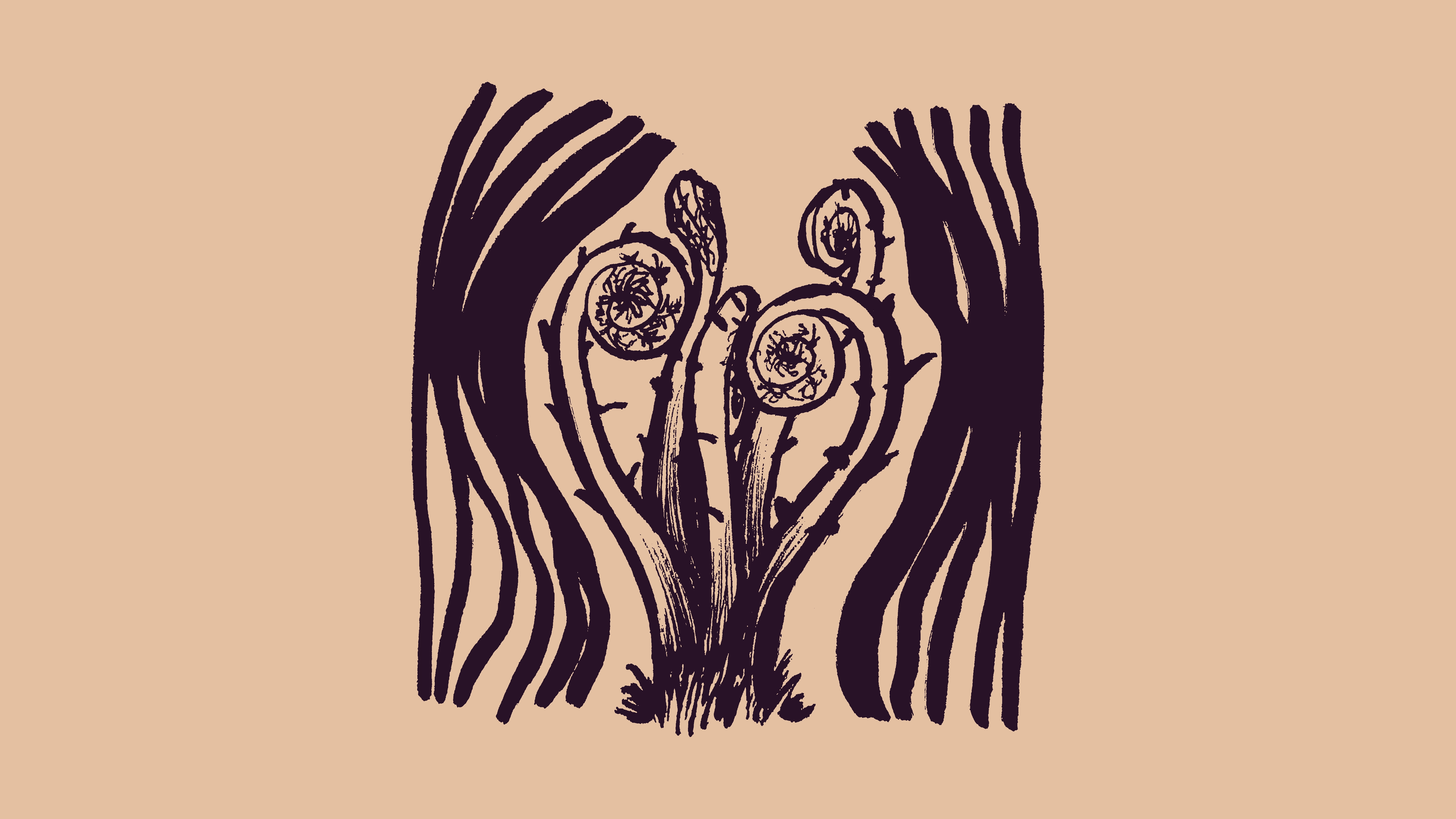 sketch of a clump of fiddlehead fronds