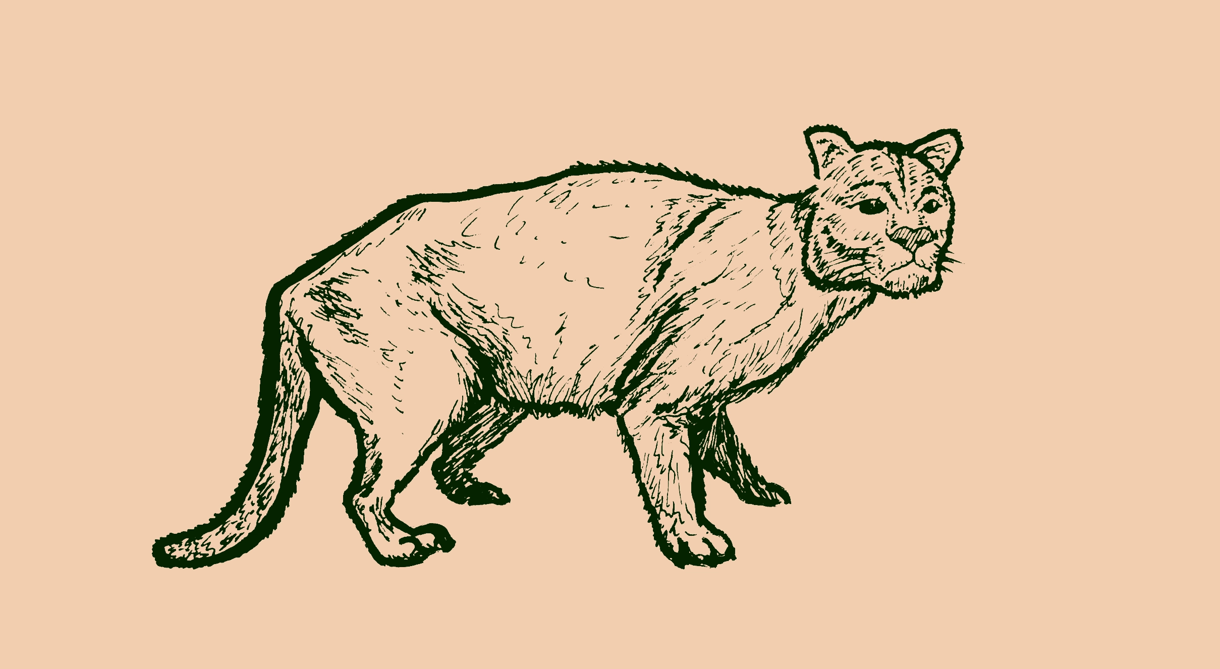 Drawing of a cougar