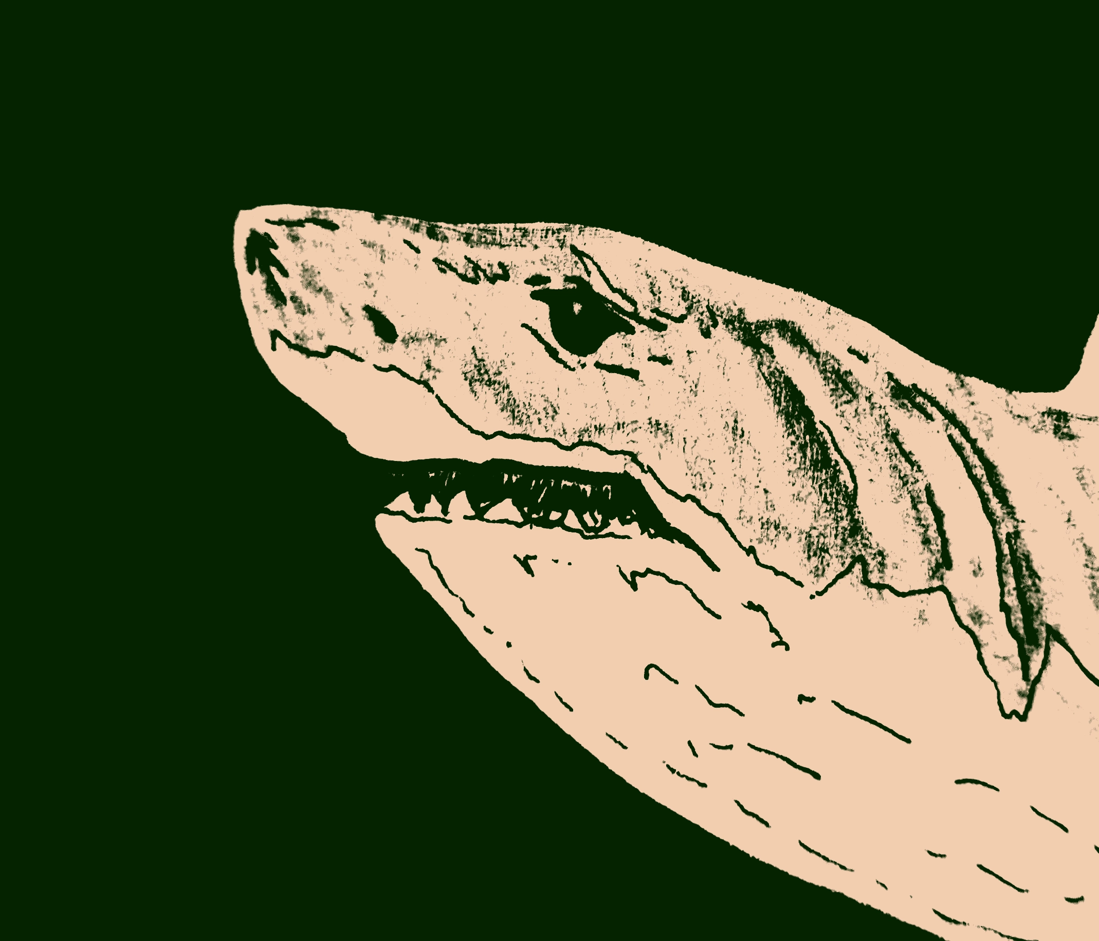 Drawing of a large shark head