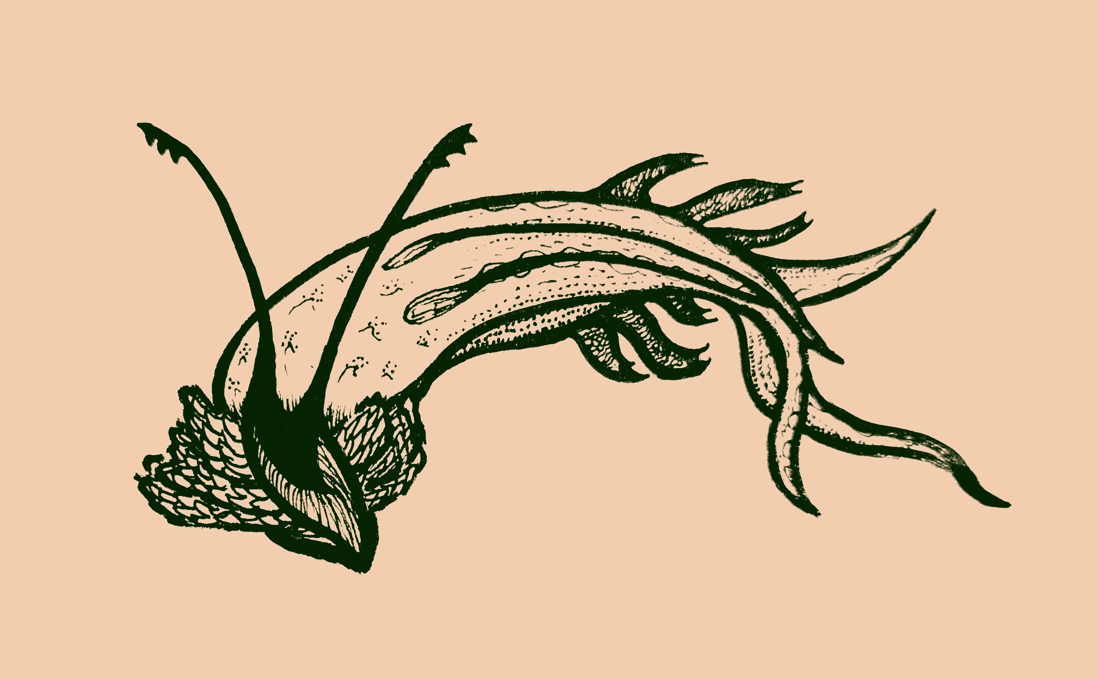 A sea creature with two long antennae, four tentacle arms, six little legs, and large feathered gills