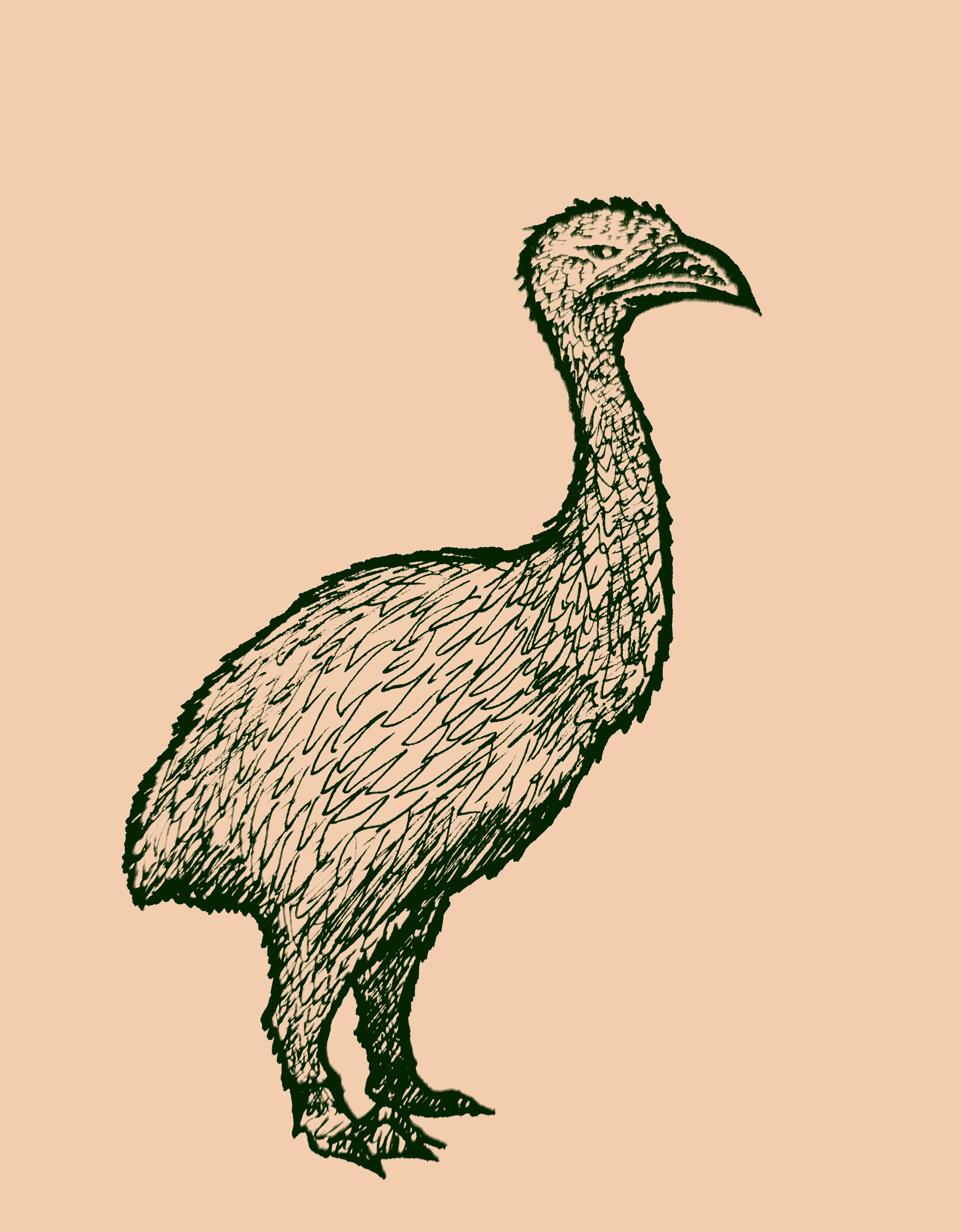 Drawing of an emu-like flightless bird