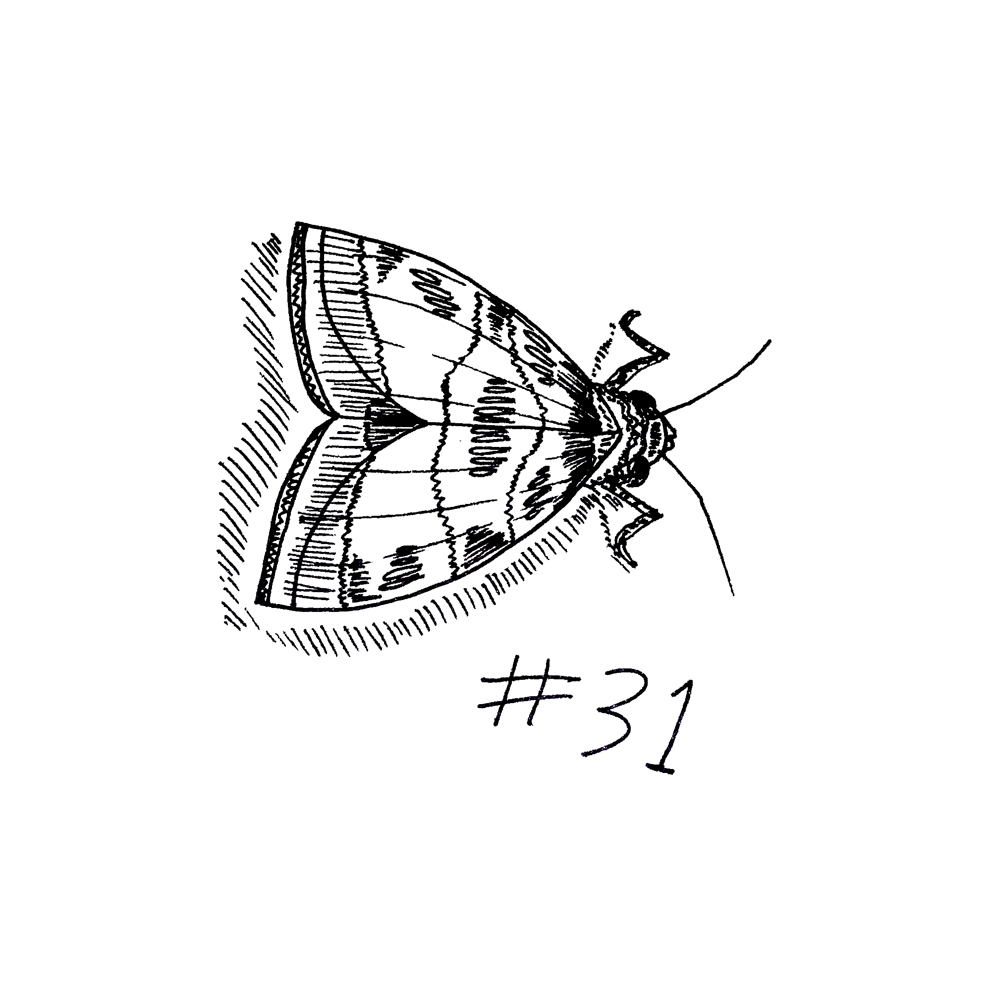 drawing of a moth